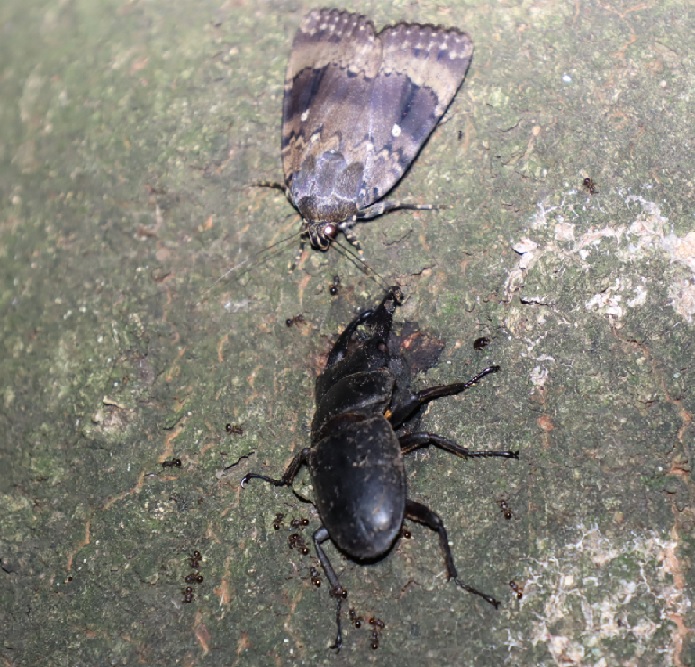 ヒラタクワガタ♂ 43mm_シラカシ_2023年6月20日19時55分気温21.2度